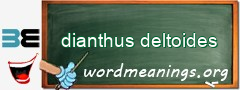 WordMeaning blackboard for dianthus deltoides